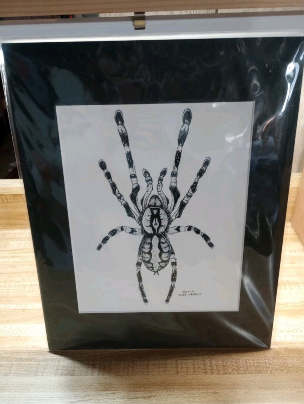 Poecilotheria Regalis Tarantula Print